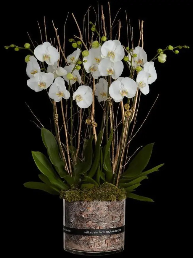 A planter of white flowers