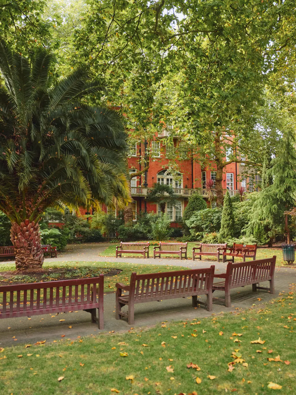 A park with benches and a large palm tree