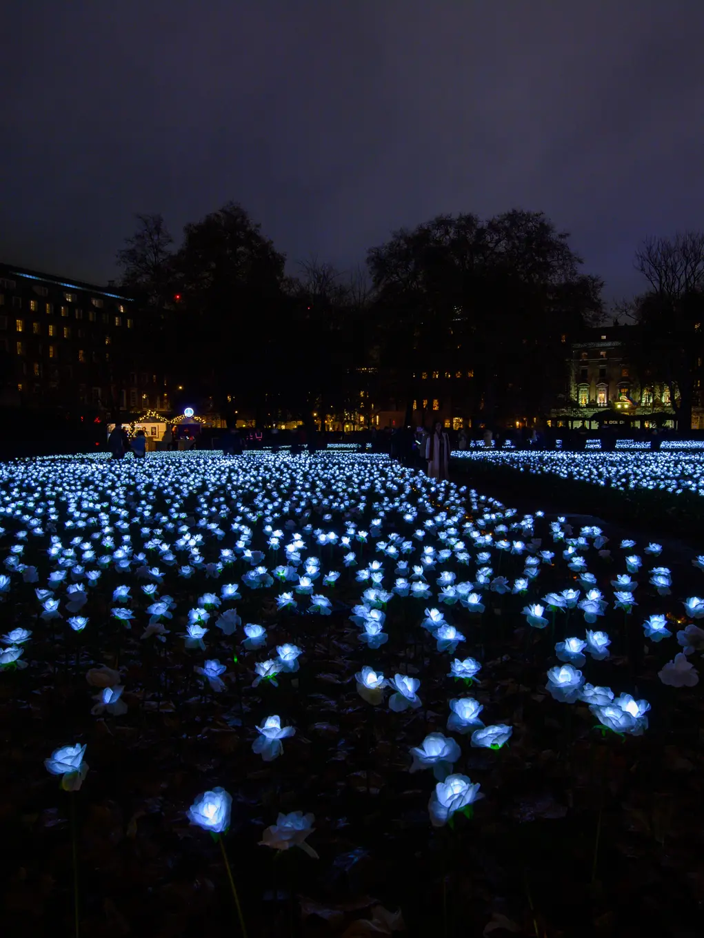 A huge park at night filled with glowing white roses