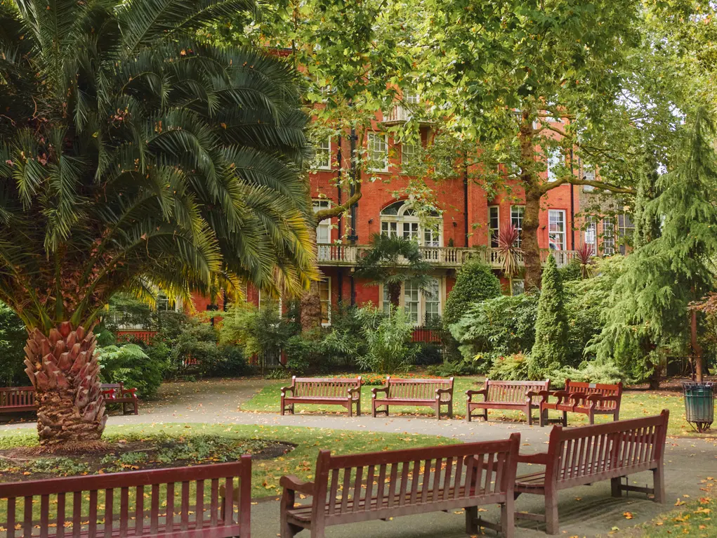 A park with benches and a large palm tree